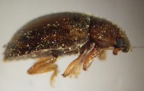 Réf. 270 511 : Rhyzobius chrysomeloides